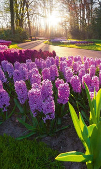 Dimex Hyacint Flowers Fototapete 150x250cm 2 Bahnen | Yourdecoration.de