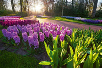 Dimex Hyacint Flowers Fototapete 375x250cm 5 Bahnen | Yourdecoration.de