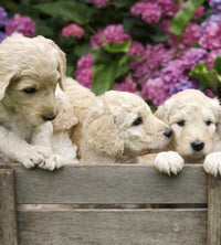 Dimex Labrador Puppies Fototapete 225x250cm 3 Bahnen | Yourdecoration.de