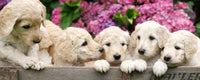 Dimex Labrador Puppies Fototapete 375x150cm 5 Bahnen | Yourdecoration.de