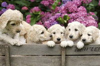 Dimex Labrador Puppies Fototapete 375x250cm 5 Bahnen | Yourdecoration.de