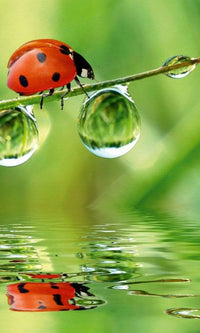Dimex Ladybird Fototapete 150x250cm 2 Bahnen | Yourdecoration.de