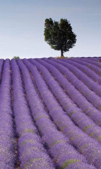 Dimex Lavender Field Fototapete 150x250cm 2 Bahnen | Yourdecoration.de