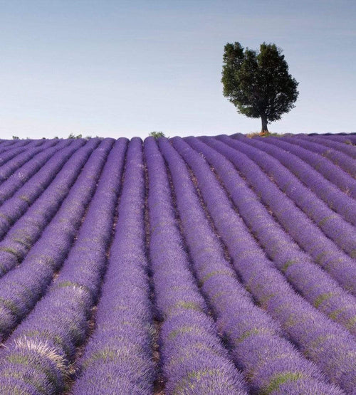 Dimex Lavender Field Fototapete 225x250cm 3 Bahnen | Yourdecoration.de