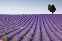 Dimex Lavender Field Fototapete 375x250cm 5 Bahnen | Yourdecoration.de