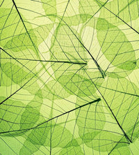 Dimex Leaf Veins Fototapete 225x250cm 3 Bahnen | Yourdecoration.de