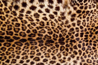 Dimex Leopard Skin Fototapete 375x250cm 5 Bahnen | Yourdecoration.de