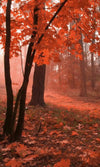 Dimex Misty Forest Fototapete 150x250cm 2 Bahnen | Yourdecoration.de