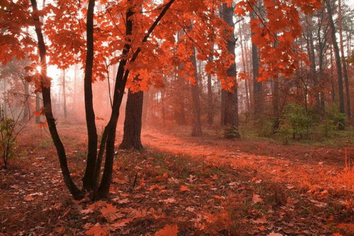 Dimex Misty Forest Fototapete 375x250cm 5 Bahnen | Yourdecoration.de