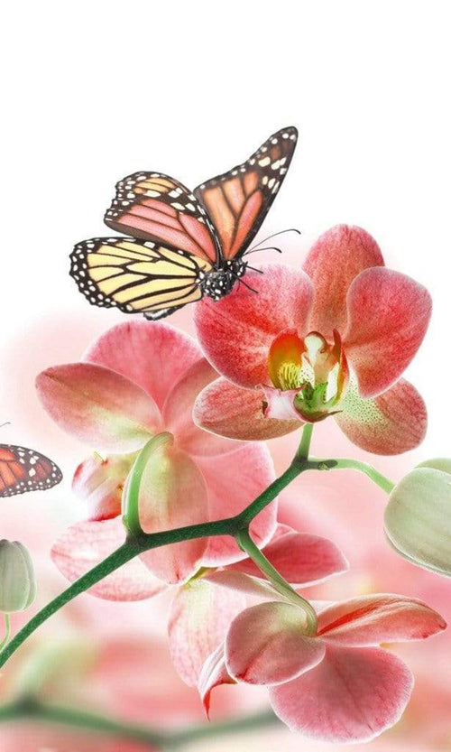 Dimex Orchids and Butterfly Fototapete 150x250cm 2 Bahnen | Yourdecoration.de