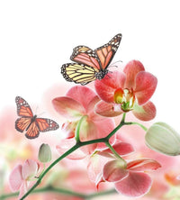 Dimex Orchids and Butterfly Fototapete 225x250cm 3 Bahnen | Yourdecoration.de