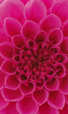 Dimex Pink Dahlia Fototapete 150x250cm 2 Bahnen | Yourdecoration.de