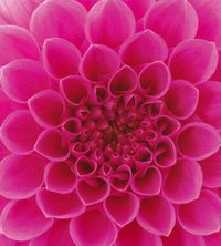 Dimex Pink Dahlia Fototapete 225x250cm 3 Bahnen | Yourdecoration.de
