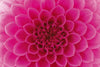 Dimex Pink Dahlia Fototapete 375x250cm 5 Bahnen | Yourdecoration.de