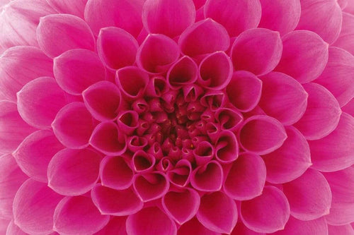 Dimex Pink Dahlia Fototapete 375x250cm 5 Bahnen | Yourdecoration.de
