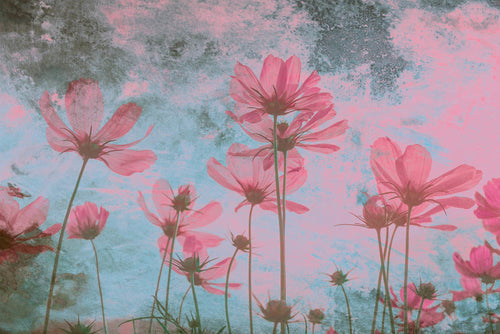 Dimex Pink Flower Abstract Fototapete 375x250cm 5 bahnen | Yourdecoration.de