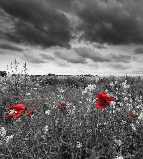 Dimex Poppies Black Fototapete 225x250cm 3 Bahnen | Yourdecoration.de