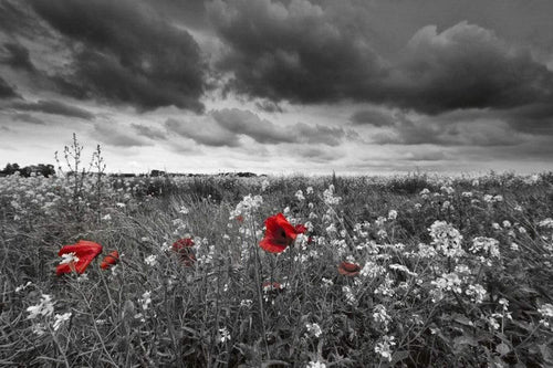 Dimex Poppies Black Fototapete 375x250cm 5 Bahnen | Yourdecoration.de