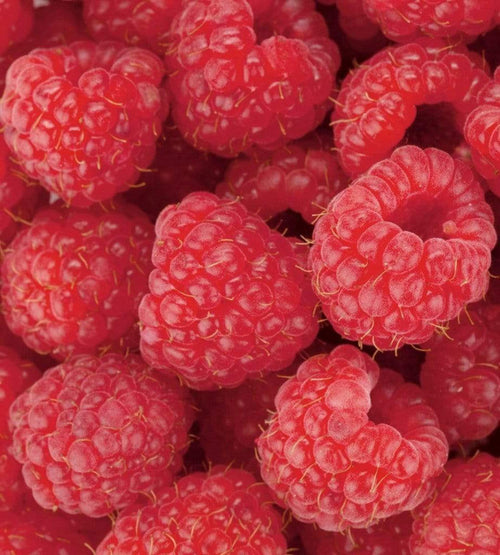 Dimex Raspberry Fototapete 225x250cm 3 Bahnen | Yourdecoration.de