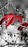 Dimex Red Leaves on Black Fototapete 150x250cm 2 Bahnen | Yourdecoration.de