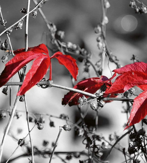 Dimex Red Leaves on Black Fototapete 225x250cm 3 Bahnen | Yourdecoration.de
