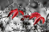 Dimex Red Leaves on Black Fototapete 375x250cm 5 Bahnen | Yourdecoration.de