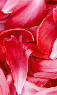 Dimex Red Petals Fototapete 150x250cm 2 Bahnen | Yourdecoration.de