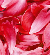 Dimex Red Petals Fototapete 225x250cm 3 Bahnen | Yourdecoration.de