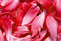 Dimex Red Petals Fototapete 375x250cm 5 Bahnen | Yourdecoration.de