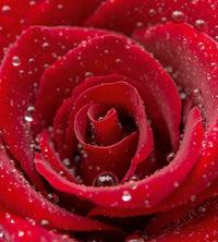 Dimex Red Rose Fototapete 225x250cm 3 Bahnen | Yourdecoration.de