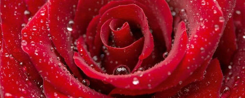 Dimex Red Rose Fototapete 375x150cm 5 Bahnen | Yourdecoration.de