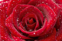 Dimex Red Rose Fototapete 375x250cm 5 Bahnen | Yourdecoration.de