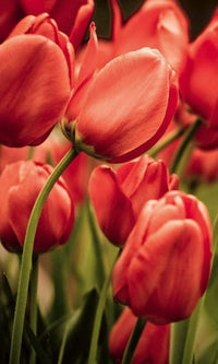 Dimex Red Tulips Fototapete 150x250cm 2 Bahnen | Yourdecoration.de