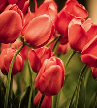 Dimex Red Tulips Fototapete 225x250cm 3 Bahnen | Yourdecoration.de