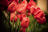 Dimex Red Tulips Fototapete 375x250cm 5 Bahnen | Yourdecoration.de