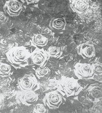 Dimex Roses Abstract II Fototapete 225x250cm 3 bahnen | Yourdecoration.de