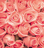 Dimex Roses Fototapete 225x250cm 3 Bahnen | Yourdecoration.de