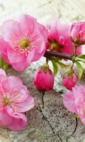 Dimex Sakura Fototapete 150x250cm 2 Bahnen | Yourdecoration.de