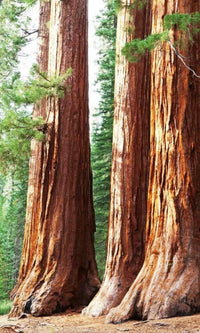Dimex Sequoia Fototapete 150x250cm 2 Bahnen | Yourdecoration.de