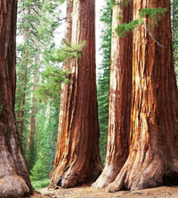 Dimex Sequoia Fototapete 225x250cm 3 Bahnen | Yourdecoration.de