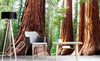 Dimex Sequoia Fototapete 375x250cm 5 Bahnen Sfeer | Yourdecoration.de