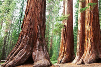 Dimex Sequoia Fototapete 375x250cm 5 Bahnen | Yourdecoration.de