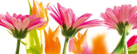 Dimex Spring Flowers Fototapete 375x150cm 5 Bahnen | Yourdecoration.de
