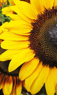 Dimex Sunflowers Fototapete 150x250cm 2 Bahnen | Yourdecoration.de