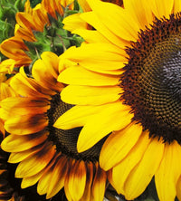 Dimex Sunflowers Fototapete 225x250cm 3 Bahnen | Yourdecoration.de