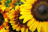 Dimex Sunflowers Fototapete 375x250cm 5 Bahnen | Yourdecoration.de