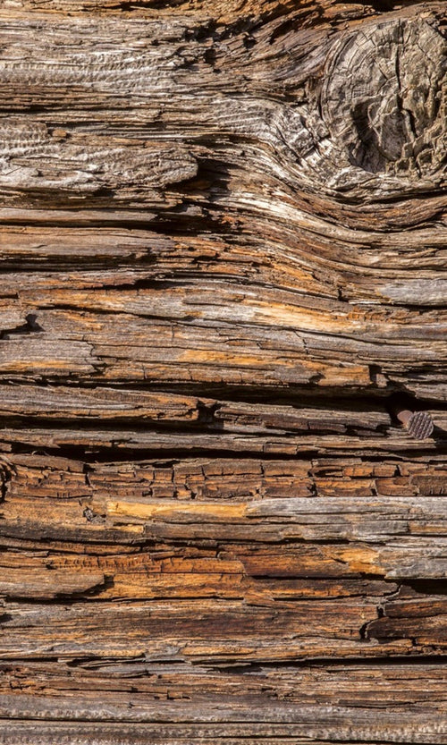 Dimex Tree Bark Fototapete 150x250cm 2 Bahnen | Yourdecoration.de