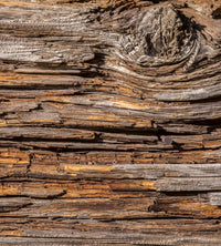 Dimex Tree Bark Fototapete 225x250cm 3 Bahnen | Yourdecoration.de