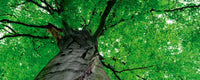 Dimex Treetop Fototapete 375x150cm 5 Bahnen | Yourdecoration.de