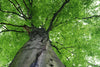 Dimex Treetop Fototapete 375x250cm 5 Bahnen | Yourdecoration.de